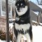 Toshiro