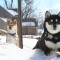 Toshiro and Yojimbo