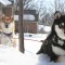 Toshiro and Yojimbo
