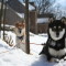 Toshiro and Yojimbo