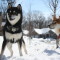 Toshiro and Yojimbo