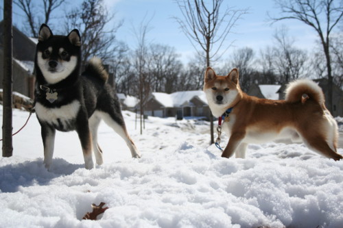 Toshiro and Yojimbo