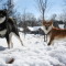 Toshiro and Yojimbo