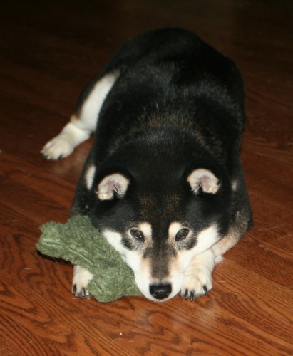 Toshiro Shiba